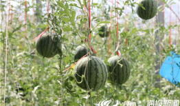 砀山最新吃瓜爆料视频播放,视频播放引发热议，揭秘幕后真相